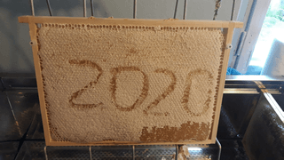 Miodobranie 2020 - ramka pełna miodu