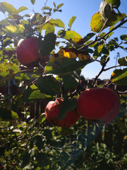 Jabłka dojrzewające w słońcu