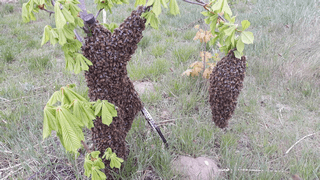 Wyrojone pszczoły...zdarza się nawet najlepszym :)