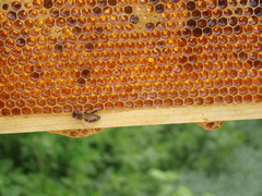 Ramka z plastrem miodu i pszczołą