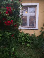Piękne róże rosnące przed wejściem do domku